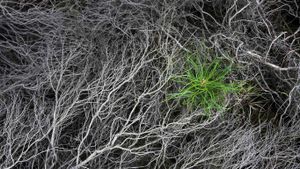 被烧焦的石南花中一颗刚萌芽的松树苗，Strabrechtse Heide，荷兰 (© Heike Odermatt/Minden Pictures)(Bing China)