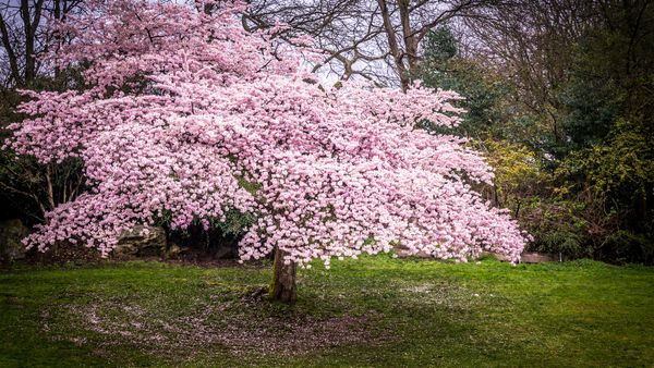 Cherry blossoms in Queen Elizabeth Park, Vancouver, Canada