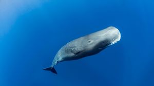 Sperm whale off the coast of Roseau, Dominica, in the Caribbean Sea (© Tony Wu/Minden Pictures)(Bing Australia)
