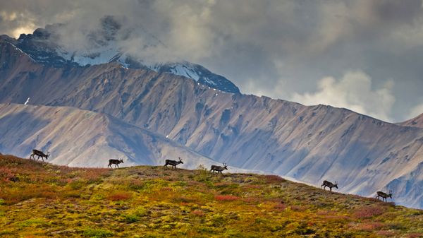 Barren-ground caribou in Denali National Park and Preserve, Alaska, USA