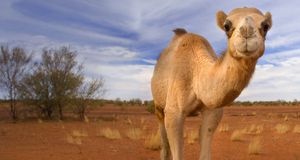 Camel wandering through the desert, Western Australia -- S Sailer/Blickwinkel/age fotostock &copy; (Bing Australia)