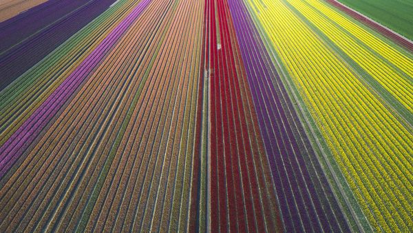 Aerial view of tulip fields, Saxony-Anhalt, Germany