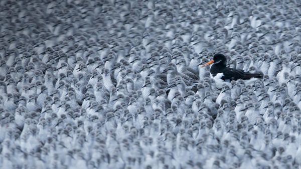 A Eurasian oystercatcher among a flock of roosting knots in Snettisham, Norfolk