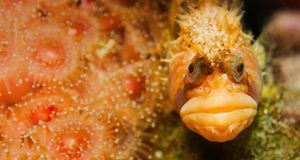 Close-up of a Coralline sculpin fish camouflaged underwater (© Glowimages/Corbis) &copy; (Bing Australia)