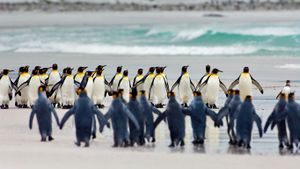 ｢キングペンギン｣フォークランド諸島, ボランティア・ポイント (© Luciano Candisani/Minden Pictures)(Bing Japan)