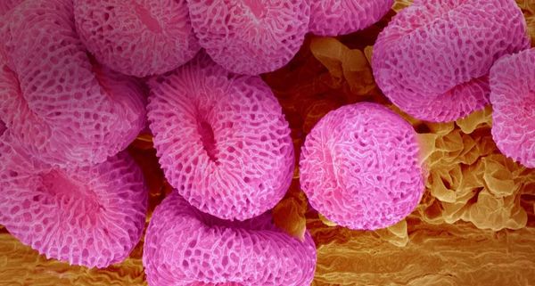 GeraniumPollen
