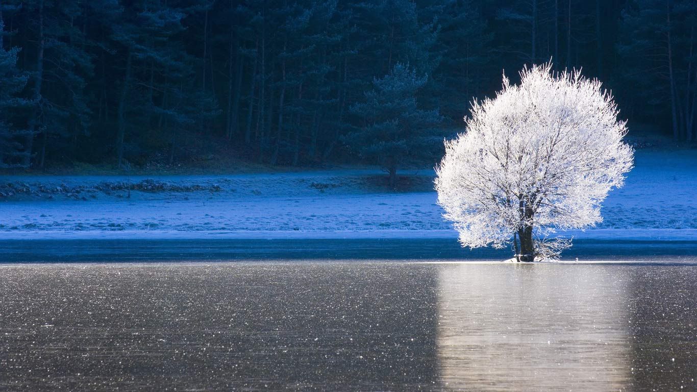 Frozen lake and frost-covered tree in Caille, Alpes-Maritimes, Provence-Alpes-Côte d’Azur, France