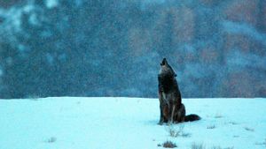 美国怀俄明州，黄石国家公园，灰狼在下雪的清晨仰天长啸 (© Barrett Hedges/National Geographic Magazines/Getty Images)(Bing China)