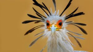 Secretary bird, Kruger National Park, South Africa (© Johannes Swanepoel/Alamy)(Bing United States)