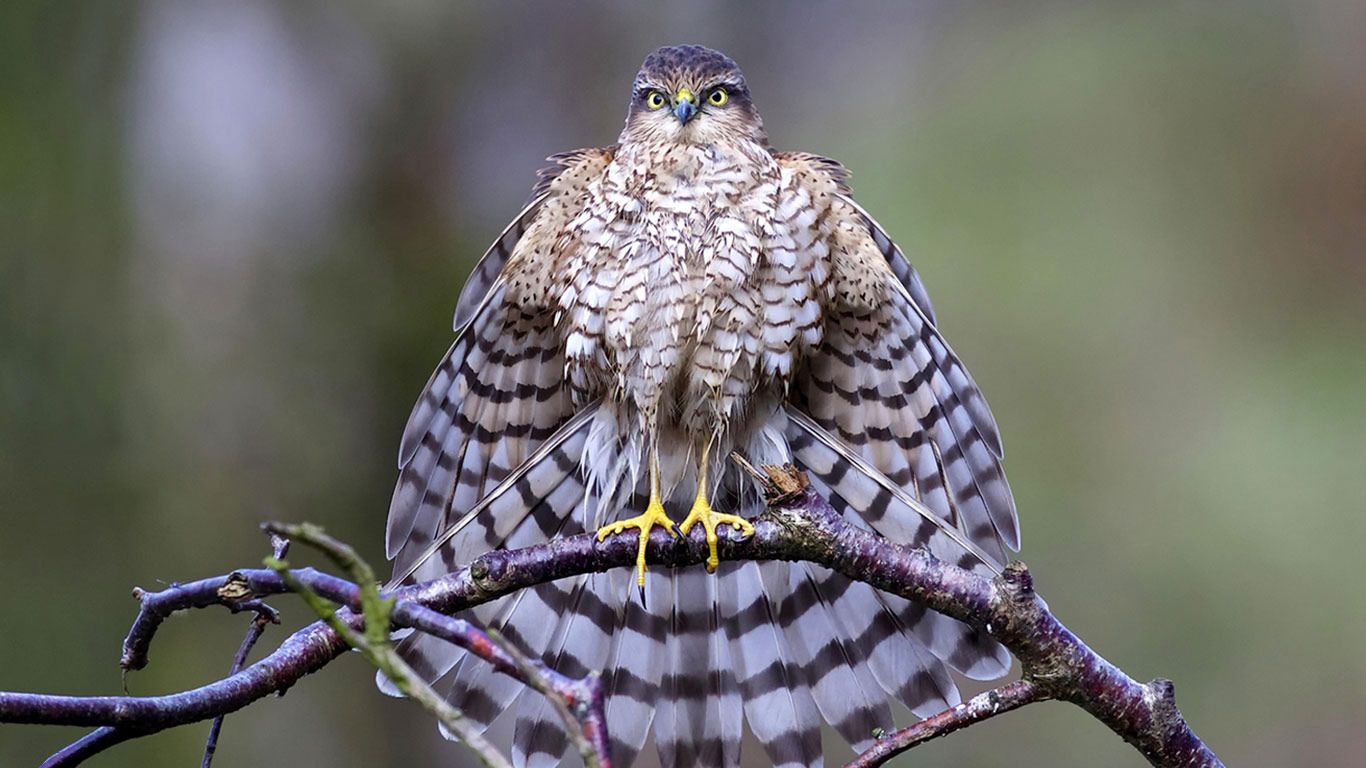 A sparrowhawk in Kirkcudbright, Scotland