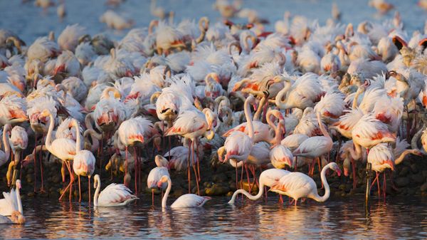 Colonie de flamants roses en Camargue, Bouches-du-Rhône, PACA