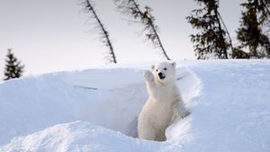 Polar bear cub, Churchill, Manitoba, Canada (© Eric Baccega/NPL/Minden Pictures)(Bing New Zealand)