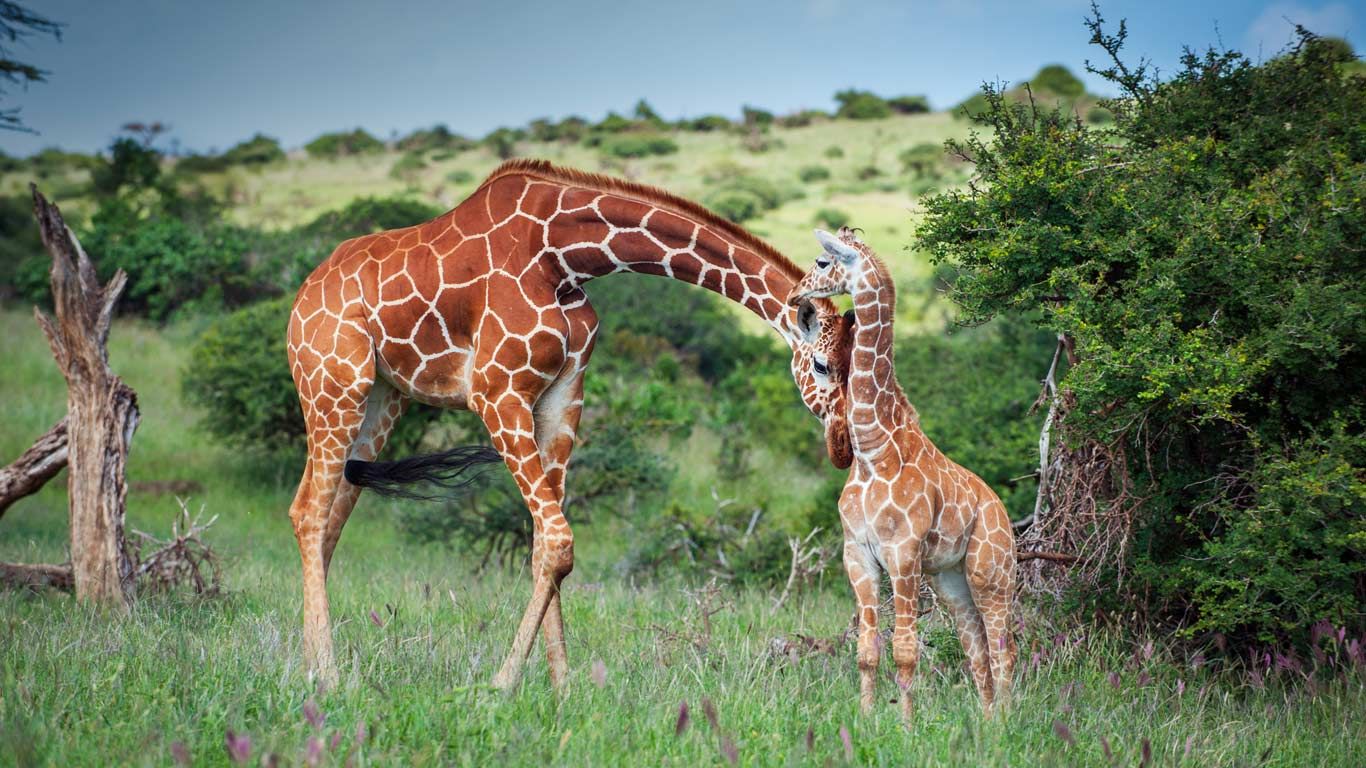 A reticulated giraffe mother nuzzles her calf in Lewa Wildlife Conservancy, Kenya
