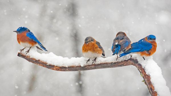 Eastern bluebirds in Charlotte, North Carolina, USA