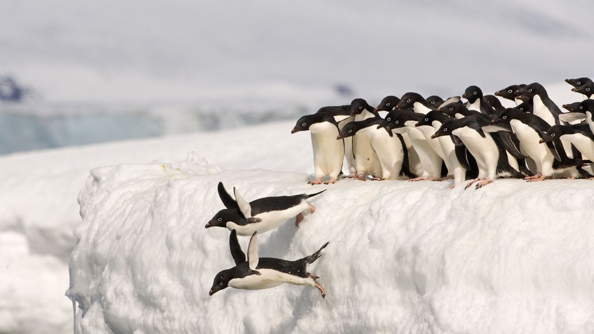 アデリーペンギンのグループ, 南極大陸