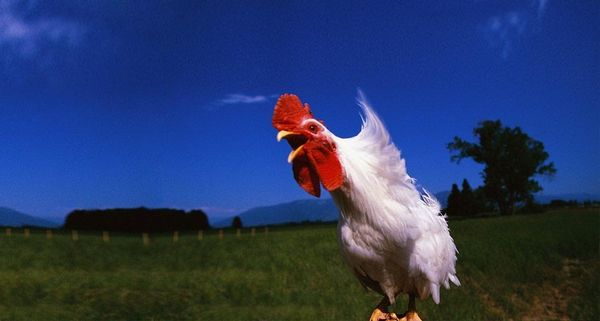 WindBlowingRooster