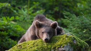 Braunbärenjunges auf einem Felsen, Bayern (© Raimund Linke/Getty Images)(Bing Deutschland)