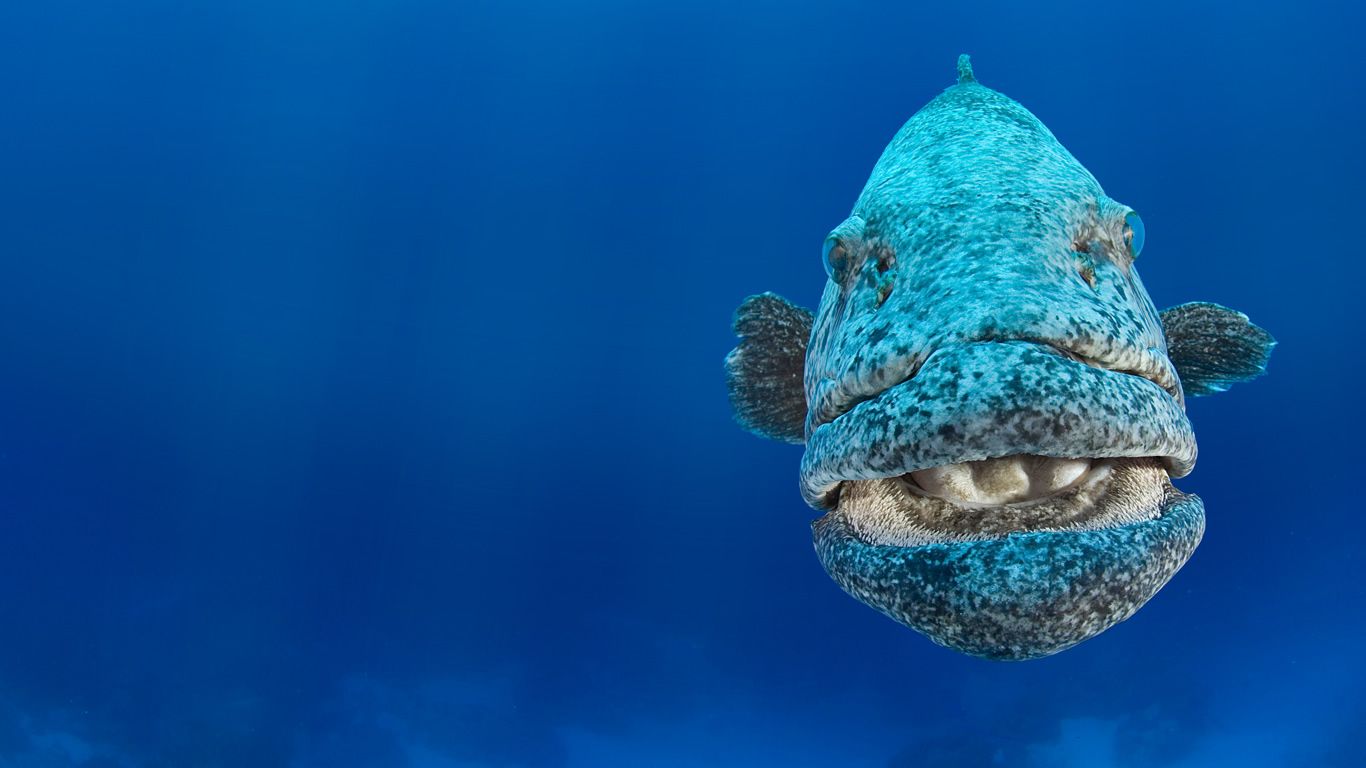 Potato cod off the western coast of Australia