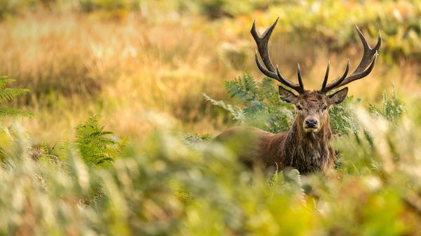 A red deer in Richmond Park, London