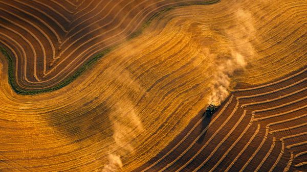 Combines harvesting wheat near  Jamestown, North Dakota