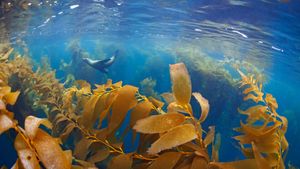 California sea lion in a forest of giant kelp, Baja California, Mexico (© Claudio Contreras/Minden Pictures)(Bing United States)