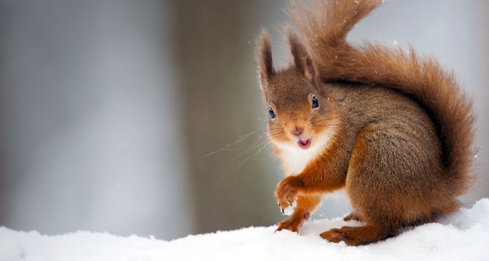 Red Squirrel (Sciurus vulgaris) in winter coat in snow, Scotland
