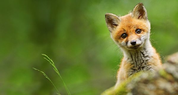 Baby red fox photographed near Trento, Italy