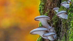 Oyster mushrooms in Belgium (© Philippe Clement/Minden Pictures)(Bing Australia)