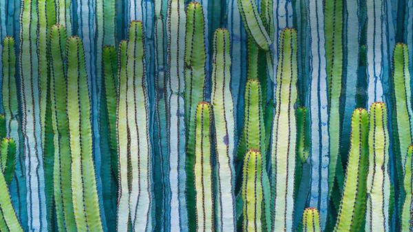 Mexican giant cardon cactus