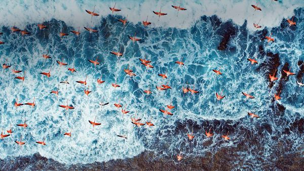 Aerial view of American flamingos flying over Los Roques Archipelago National Park, Venezuela