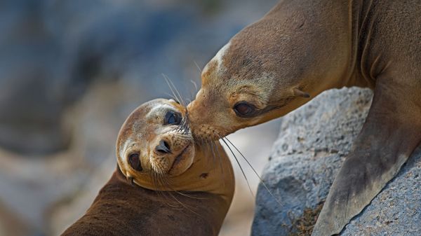 Galápagos sea lion mother and pup on Floreana Island, Ecuador