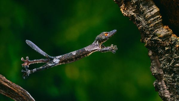 A Henkel's leaf-tailed gecko, mid-leap