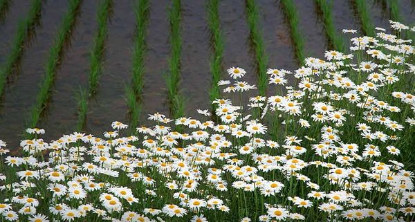 花和田地