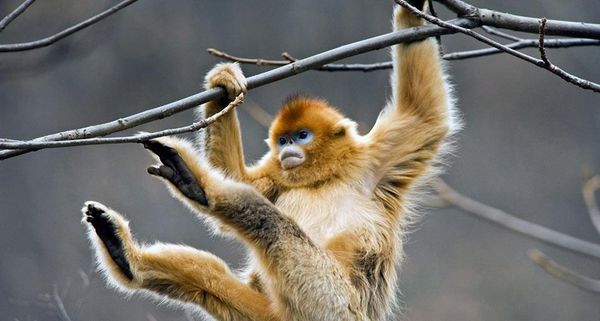 GoldenMonkey