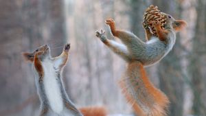 Eurasian red squirrels in action (© Vadim Trunov/Solent News/REX Shutterstock)(Bing Australia)