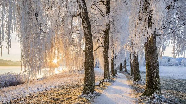 Avenue of Birch Trees near Uffing am Staffelsee, Bavaria, Germany