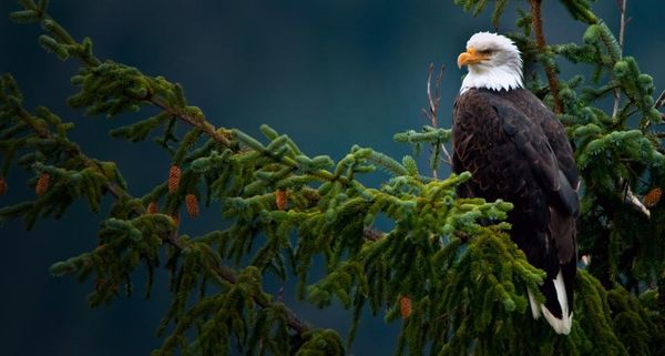 Bald eagle near the Mendenhall Glacier in Juneau, Alaska