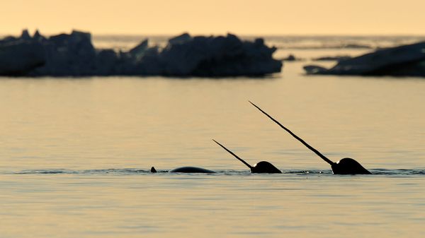 Narwhal (Monodon monoceros) showing tusks above water in Baffin Island, Nunavut