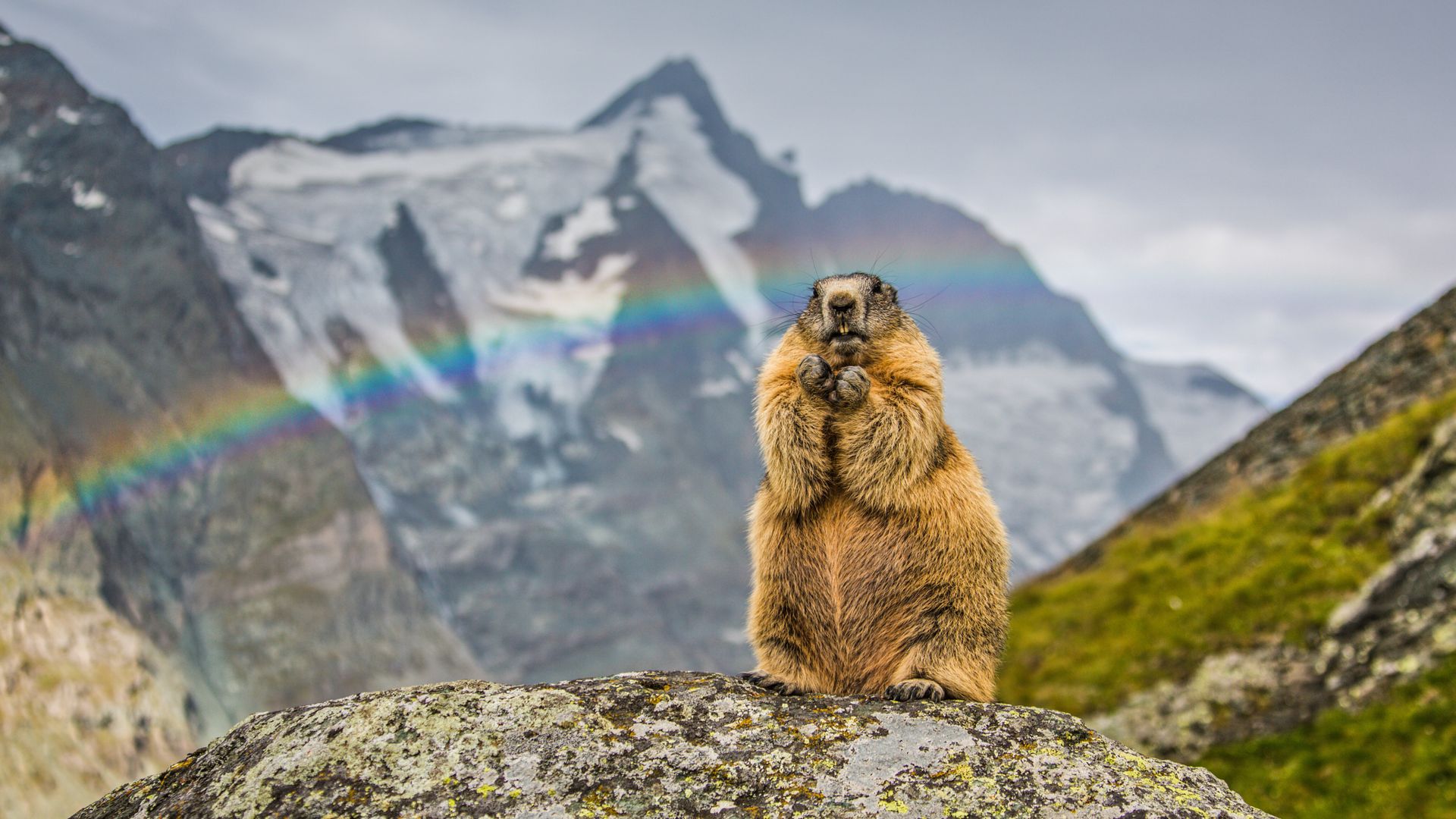 Marmot with the peak of Grossglockner in the background, Austria