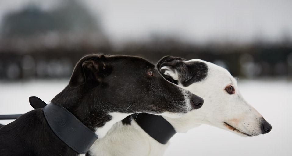Dogs from the Retired Greyhound Trust in Norfolk, England, photographed as part of Bing Help Your Britain