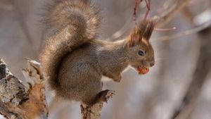 Écureuil roux sur l’île d’Hokkaido, Japon (© stock_shot/Shutterstock)(Bing France)