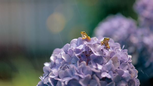 Japanese tree frogs on Hydrangea macrophylla, Shiga, Japan