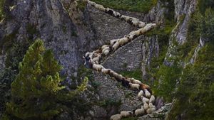 Moutons nez noir du Valais dans le canton du Valais, Suisse (© Alessandra Meniconzi/Solent News/REX/Shutterstock)(Bing France)