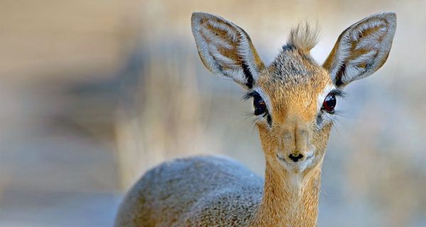 Close up of a Damara Dik-Dik (Madoqua kirkii) from Etosha National Park, Namibia
