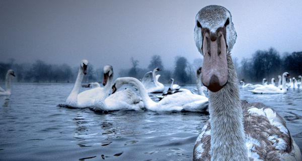 Swans