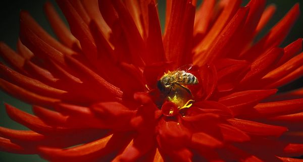 Dahlia