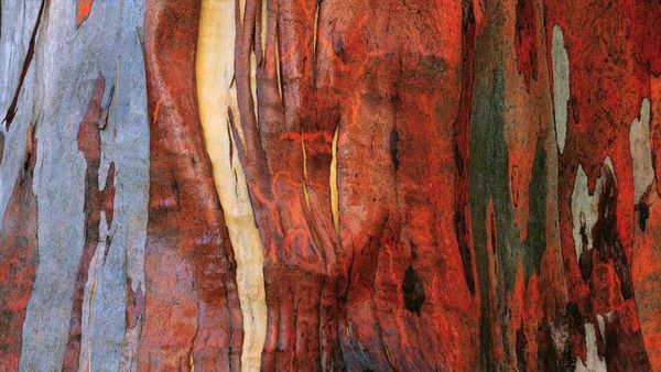 Alpine eucalypt bark in Tasmania, Australia