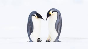 Pingüinos emperadores, Bahía Atka, Antártida (© Stefan Christmann/Minden Pictures)(Bing España)