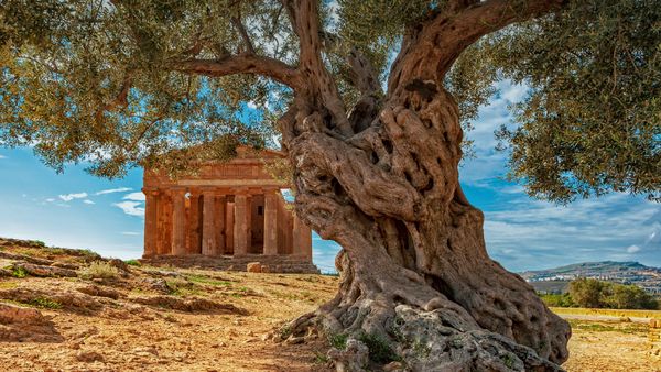 An olive tree in front of the Temple of Concordia on the island of Sicily, Italy