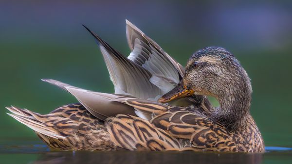 Mallard duck